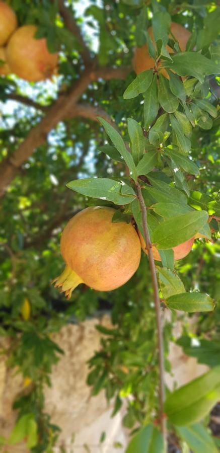 Finca Sa Cova De Mallorca Sencelles Екстериор снимка