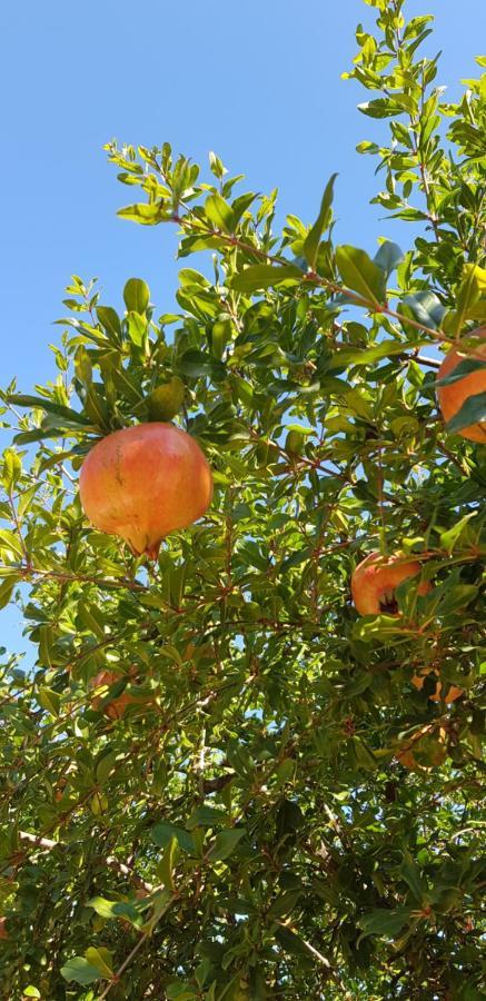 Finca Sa Cova De Mallorca Sencelles Екстериор снимка