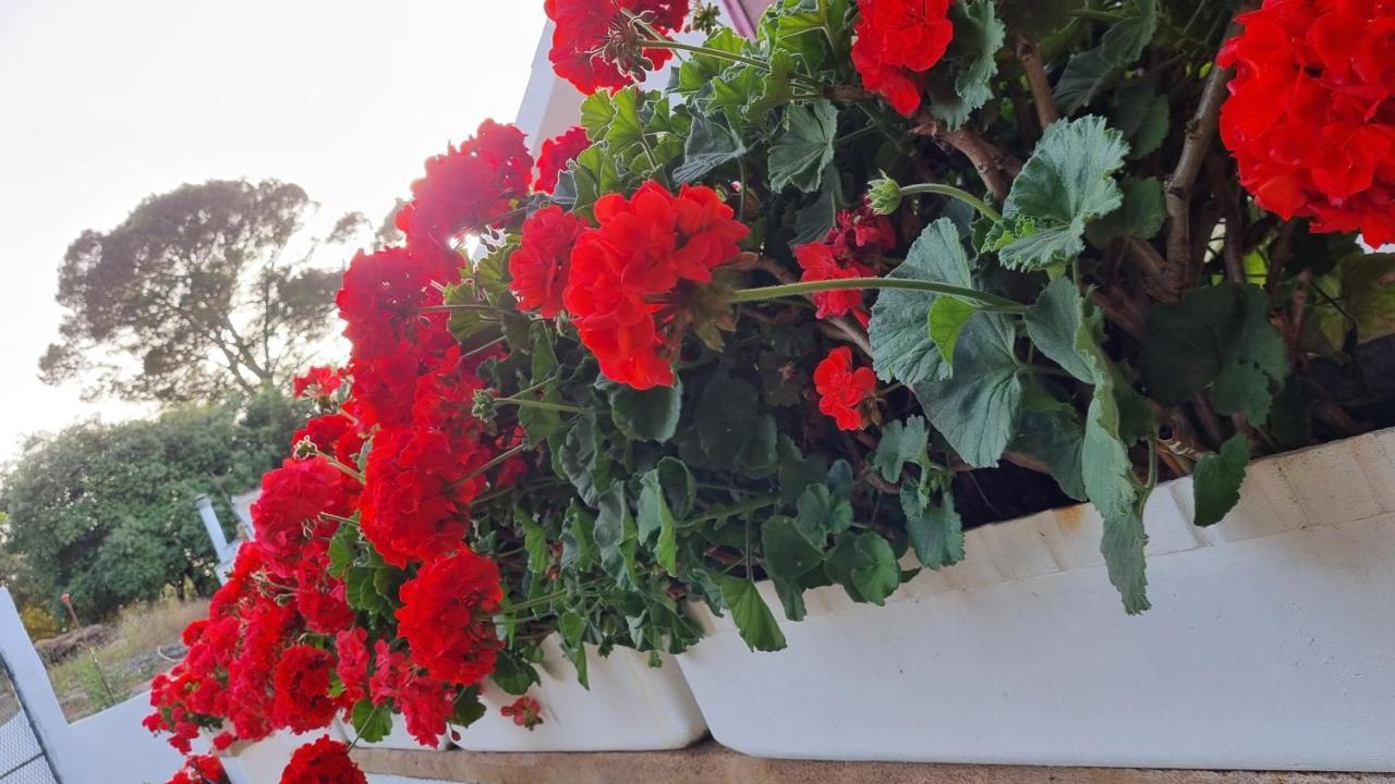 Finca Sa Cova De Mallorca Sencelles Екстериор снимка