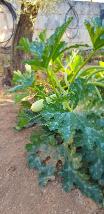Finca Sa Cova De Mallorca Sencelles Екстериор снимка