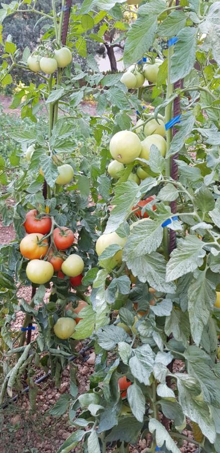 Finca Sa Cova De Mallorca Sencelles Екстериор снимка