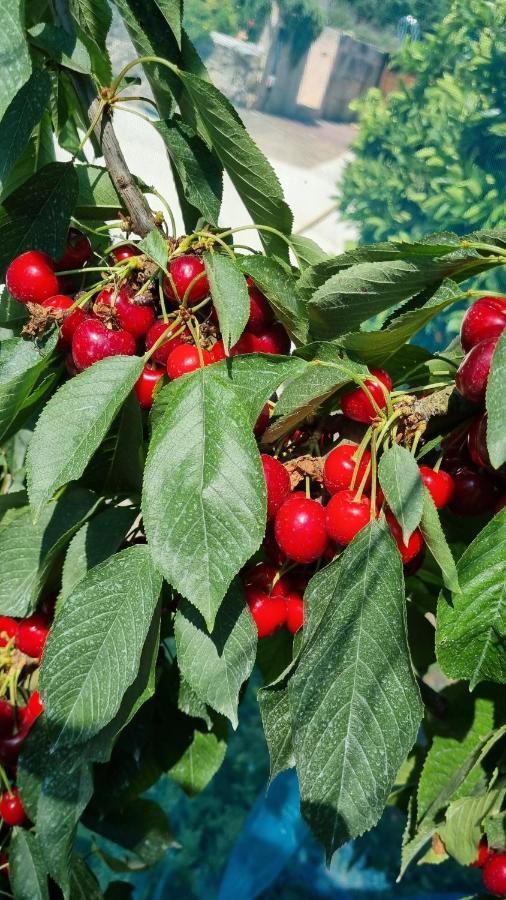 Finca Sa Cova De Mallorca Sencelles Екстериор снимка