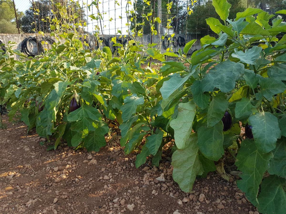 Finca Sa Cova De Mallorca Sencelles Екстериор снимка