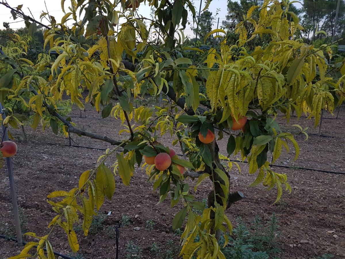 Finca Sa Cova De Mallorca Sencelles Екстериор снимка