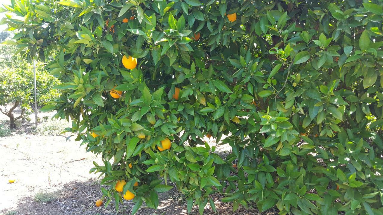 Finca Sa Cova De Mallorca Sencelles Екстериор снимка