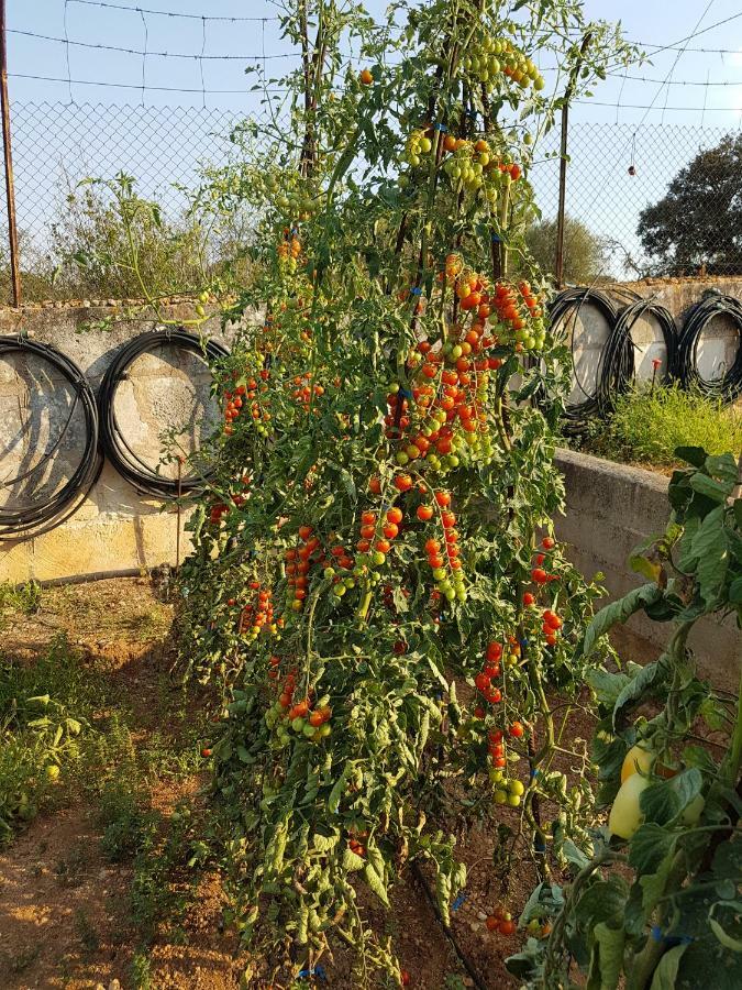 Finca Sa Cova De Mallorca Sencelles Екстериор снимка